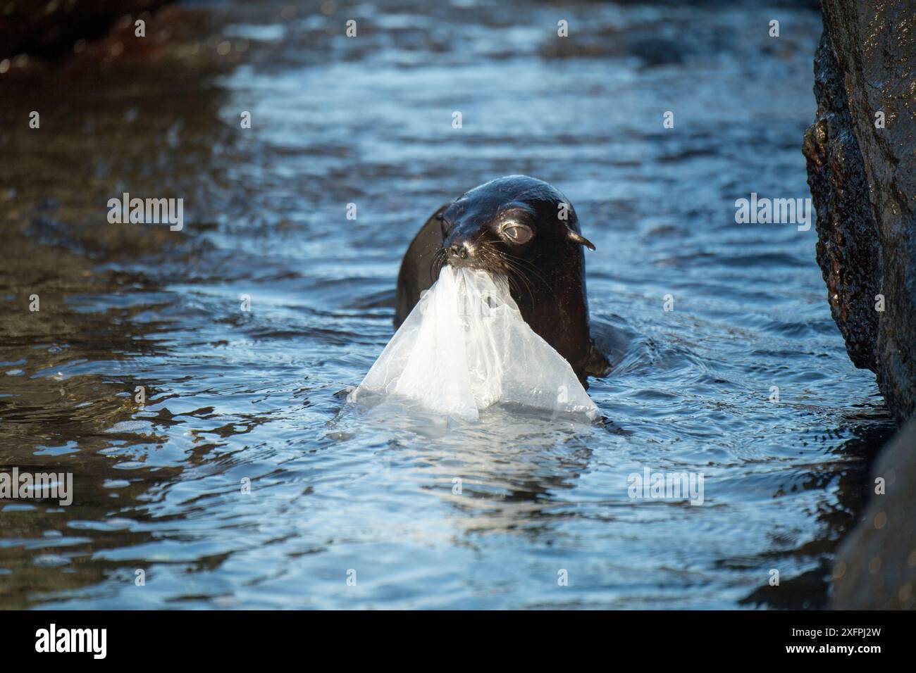 Le Galapagos pelliccia sigillo (Arctocephalus galapagoensis) cuccioli giocare con teli di plastica, Galapagos. Foto Stock