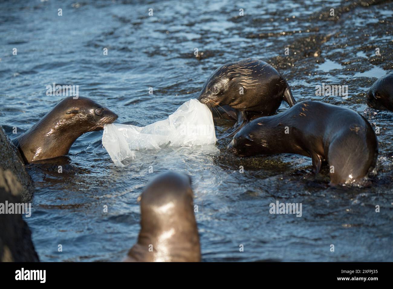 Le Galapagos pelliccia sigillo (Arctocephalus galapagoensis) cuccioli giocare con teli di plastica, Galapagos. Foto Stock