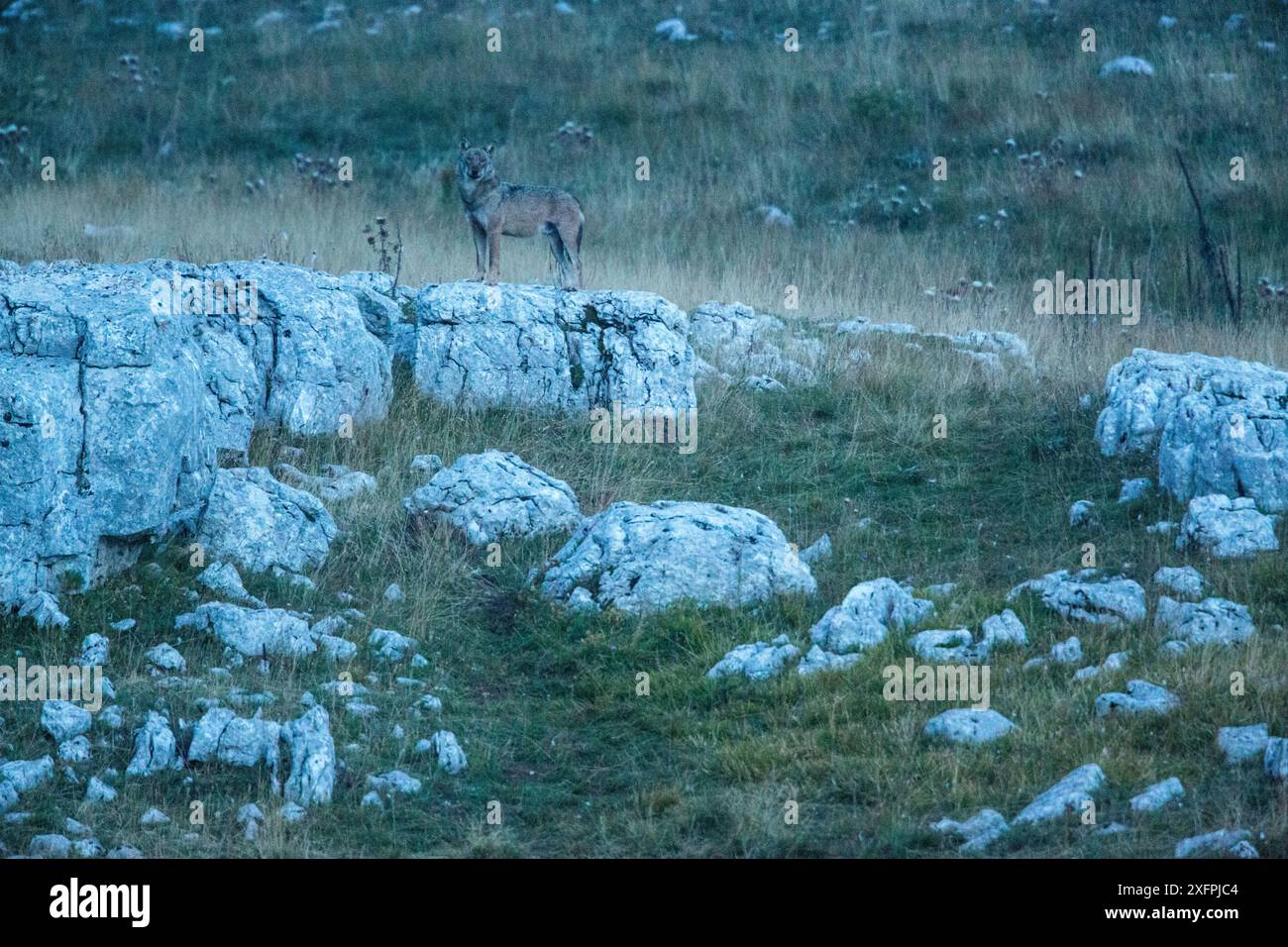 Lupo appenninico selvatico (Canis lupus italicus) adulto al crepuscolo. Appennino centrale, Abruzzo, Italia. Settembre. Sottospecie endemiche italiane. Foto Stock