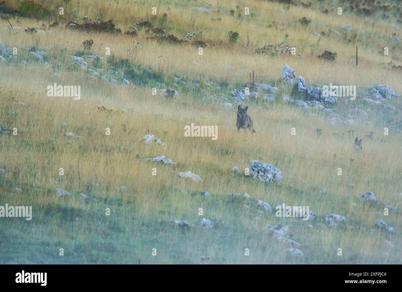 Lupi appenninici selvatici (Canis lupus italicus) adulti che pattugliano il loro territorio di montagna. Appennino centrale, Abruzzo, Italia. Settembre sottospecie endemiche italiane. Foto Stock