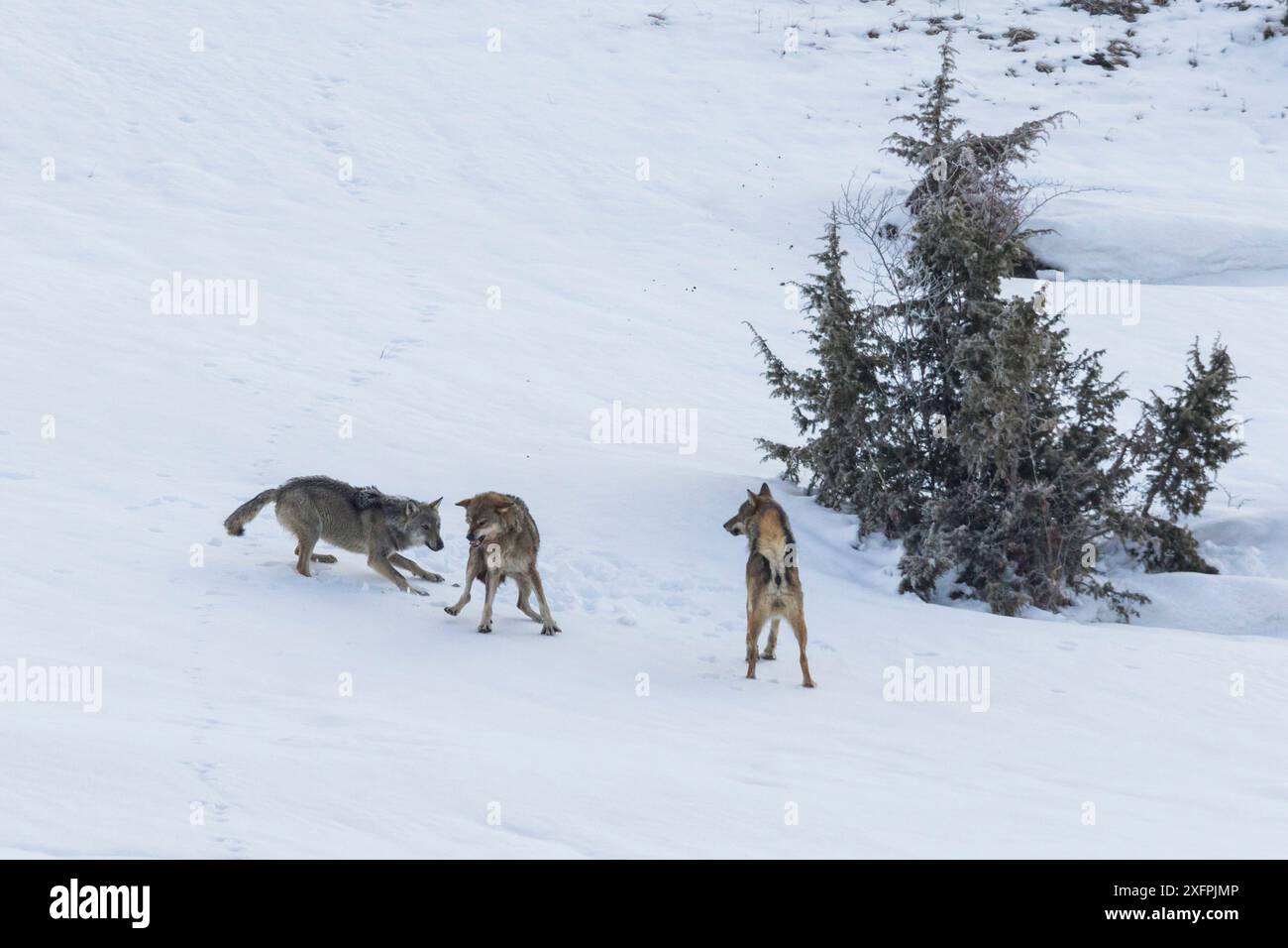 Lupo appenninico selvatico (Canis lupus italicus), due lupi residenti attaccano l'intruso nel loro territorio. Sottospecie endemiche italiane. Appennino centrale, Abruzzo, Italia. Marzo. Sequenza 5 di 16 Foto Stock