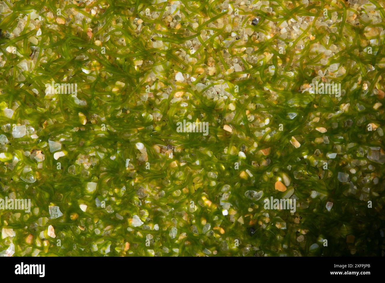 Vermi in salsa di menta (Symsagittifera roscoffensis / Convoluta roscoffensis) che prendono il sole sulla sabbia durante la bassa marea per consentire la fotosintesi delle alghe simbiotiche. Spiaggia di Costa de Caparica, Portogallo. Aprile 2017. Foto Stock