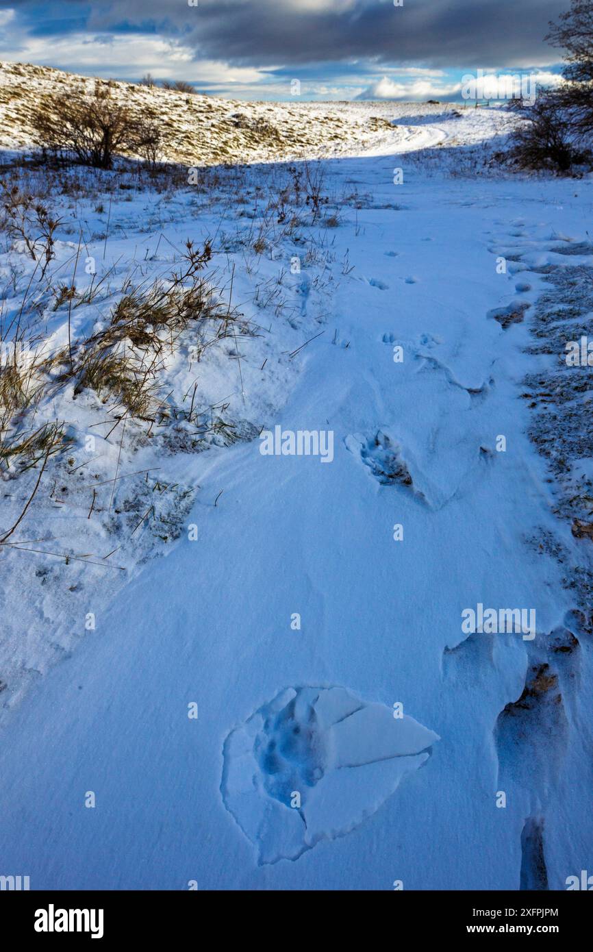 Il lupo appenninico selvatico (Canis lupus italicus) traccia nella neve ghiacciata. Appennino centrale, Abruzzo, Italia. Dicembre. Foto Stock