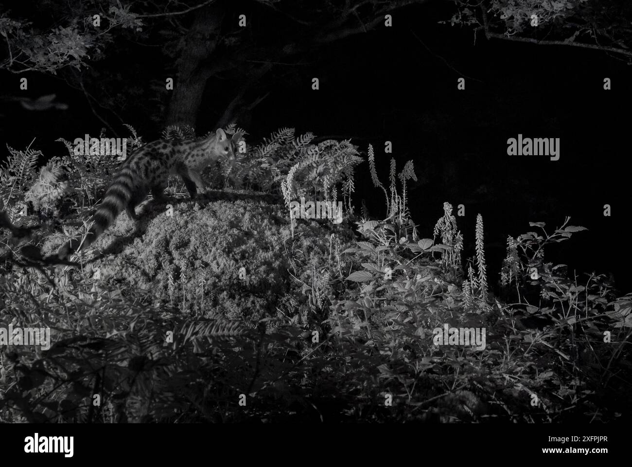 Genet (Genetta genetta) di notte, immagine a infrarossi. Francia. Giugno. Foto Stock