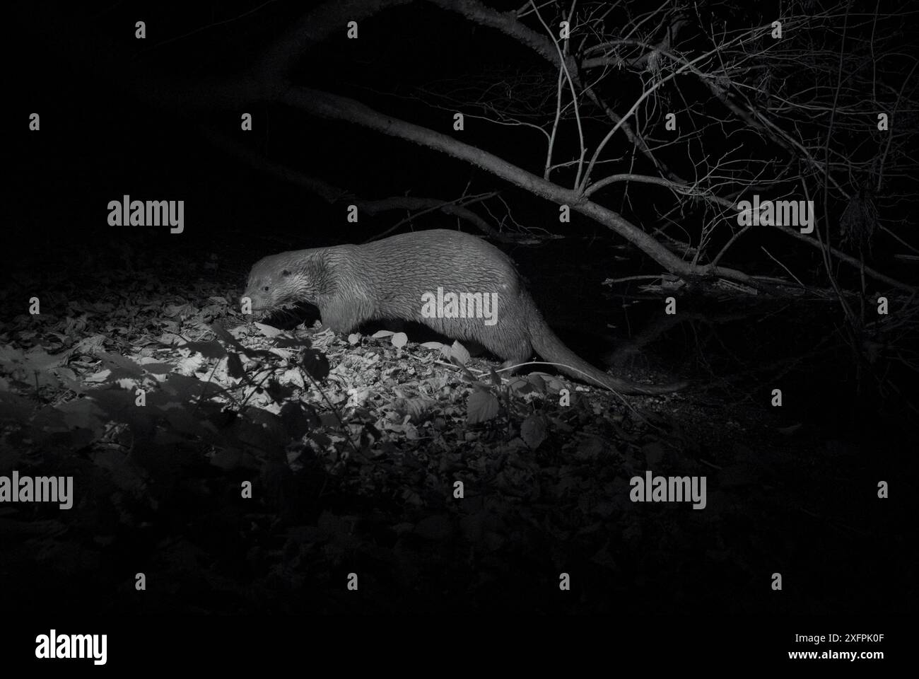 Otter (Lutra lutra) di notte, immagine a infrarossi. Francia. Novembre. Foto Stock