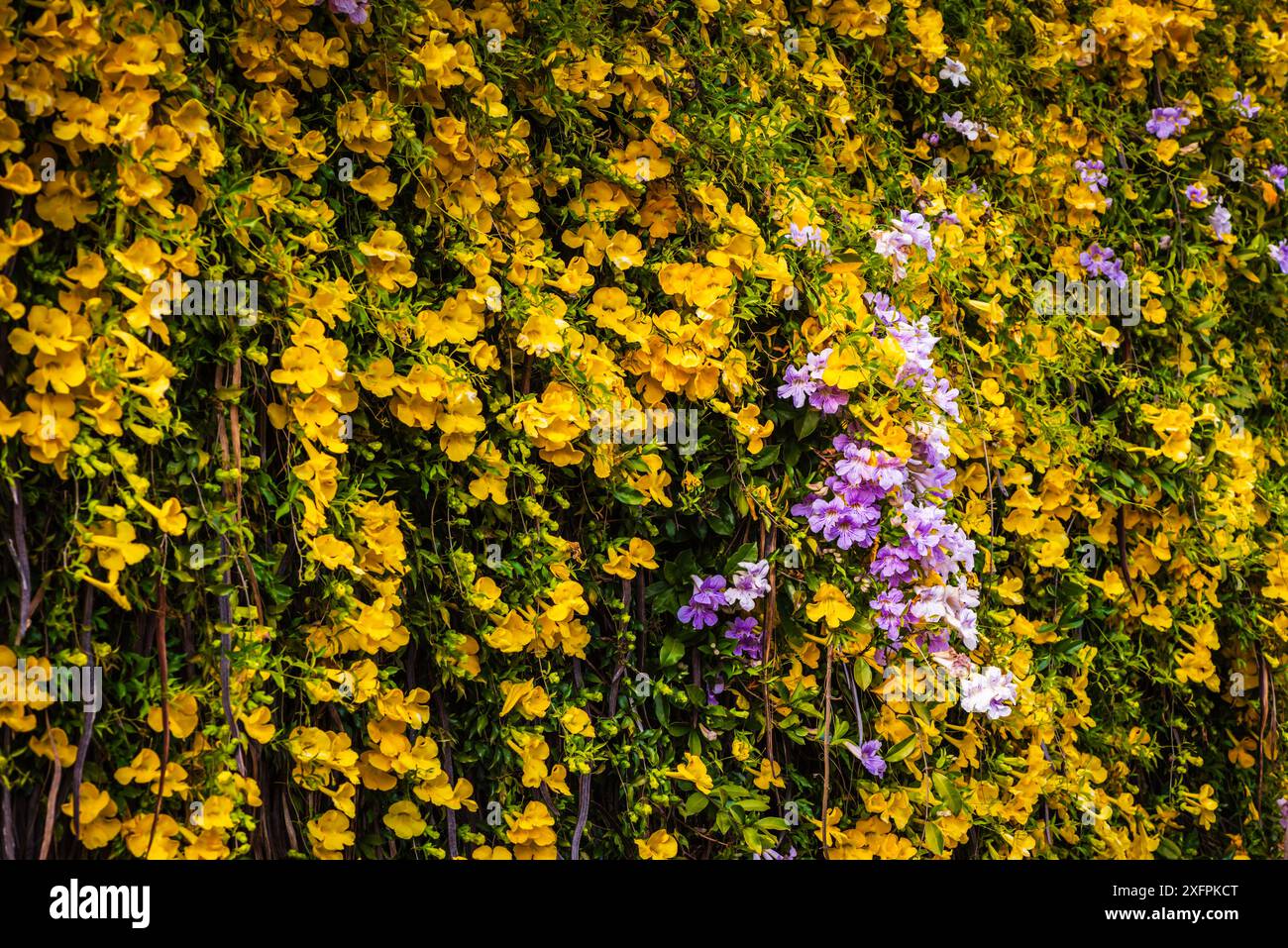 Una parete di Dolichandra unguis-cati giallo, nota come Golden Shower, Cats Cartiaw Creeper, Funnel Creeper, o Cat's Cartiaw Trumpet, è una salita in rapida crescita Foto Stock