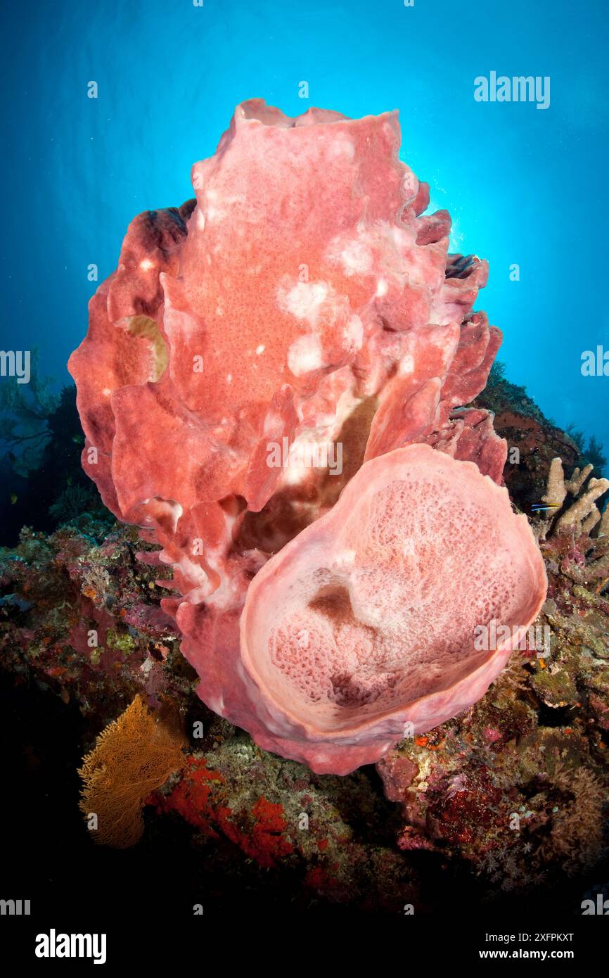 Barrel Sponge (Xestospongia testudinaria) Parco naturale della barriera corallina di Tubbataha, sito patrimonio mondiale dell'UNESCO, Mare di Sulu, Cagayancillo, Palawan, Filippine Foto Stock