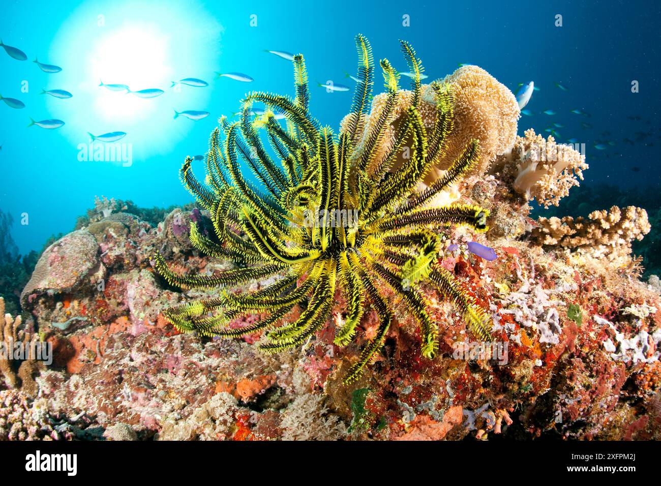 Crinoid o stella di piume sulla barriera corallina, Parco naturale della barriera corallina di Tubbataha, sito Patrimonio dell'Umanità dell'UNESCO, Mare di Sulu, Cagayancillo, Palawan, Filippine Foto Stock