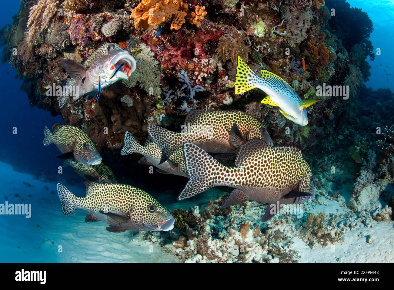 Branco di dolcificanti maculati (Plectorhinchus chaetodonoides) su una stazione di pulizia, il Parco naturale della barriera corallina di Tubbataha, sito patrimonio dell'umanità dell'UNESCO, il Mare di Sulu, Cagayancillo, Palawan, Filippine Foto Stock