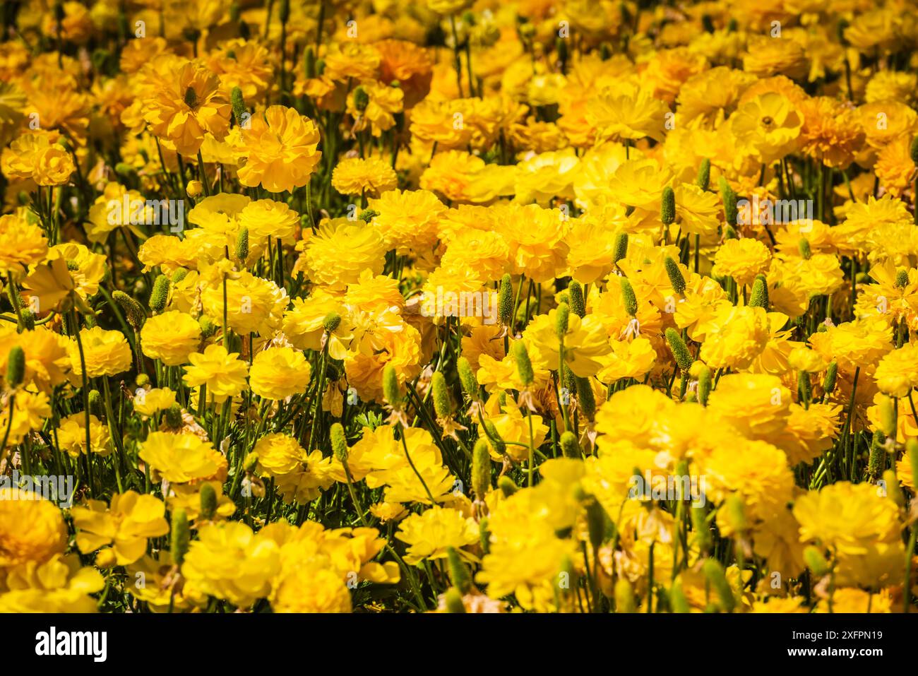 Campo di Ranunculus giallo presso i campi di fiori di Carlsbad. Foto Stock