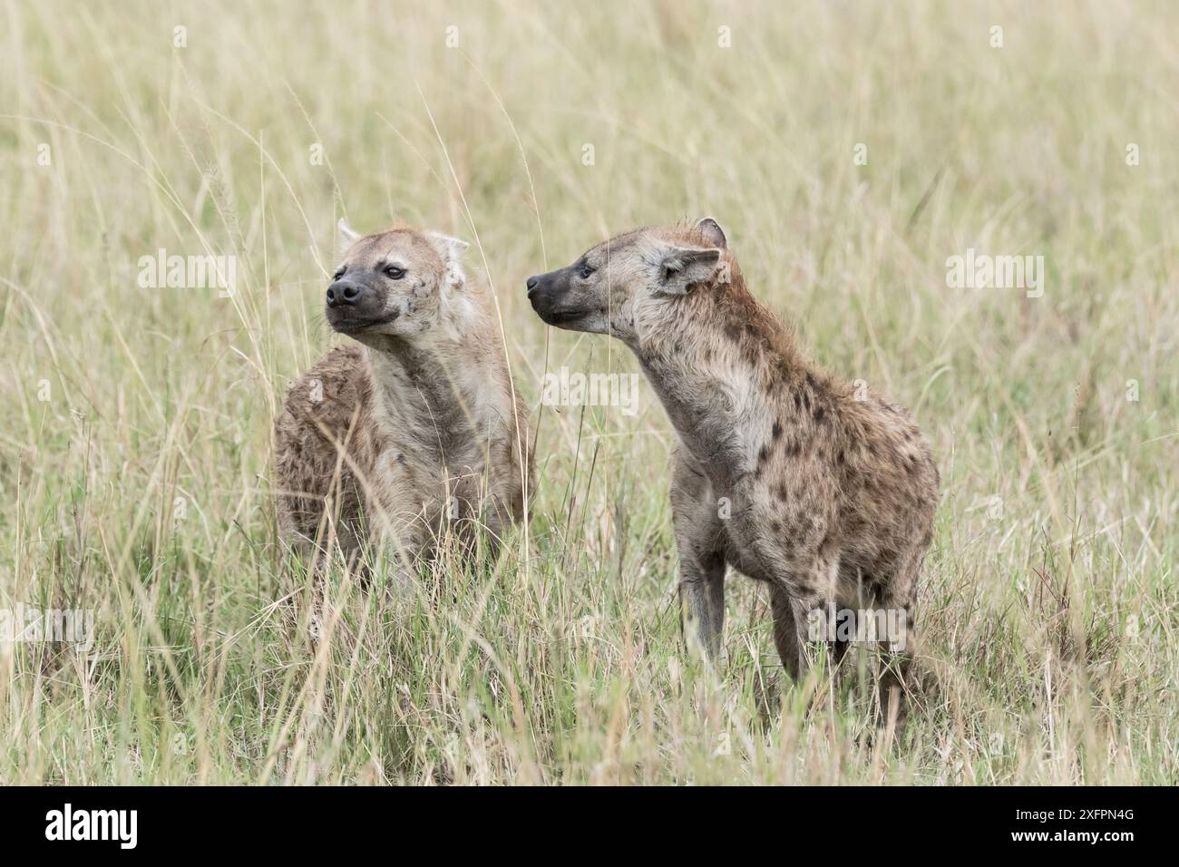 Saluto femminile della iena maculata (Crocuta crocuta), riserva di caccia Masai-Mara, Kenya. Foto Stock