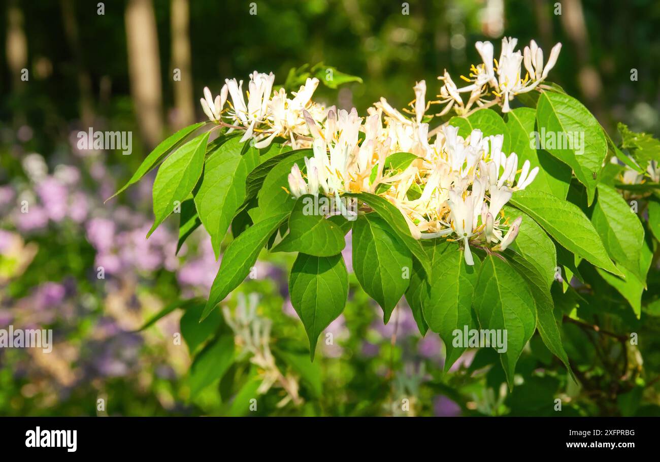 Fiori selvatici bianchi nel bosco terra ricca di sporco Foto Stock