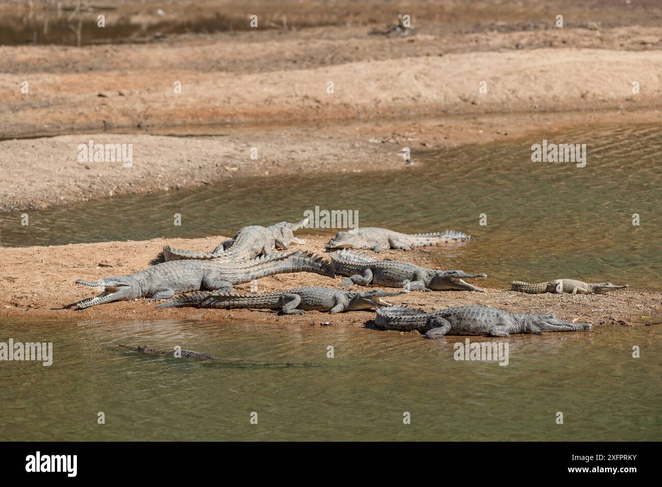 Coccodrilli d'acqua dolce (Crocodylus johnsoni) che si crogiolano sulla riva del fiume Kimberley, Australia Occidentale, Australia Foto Stock