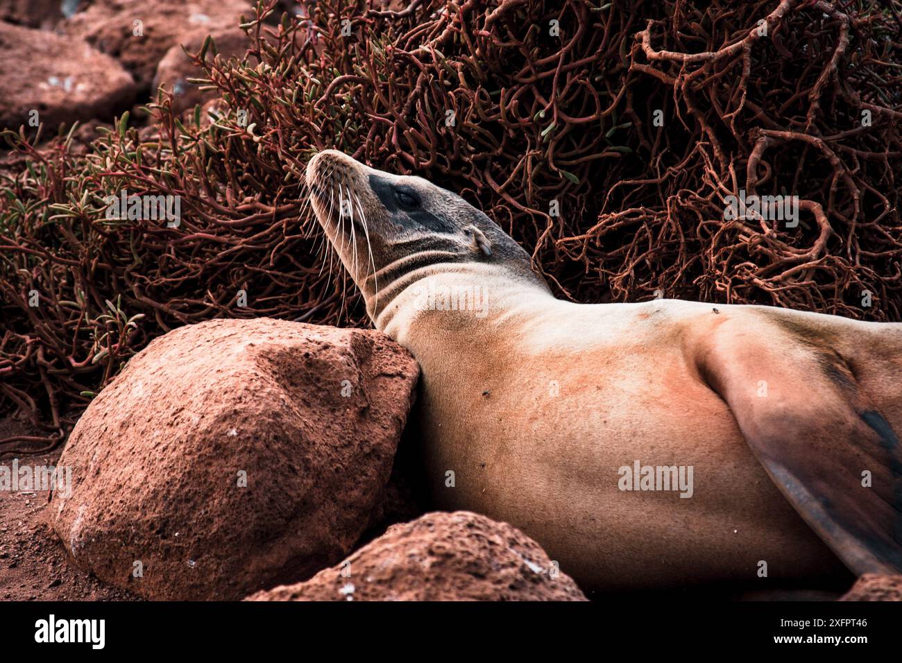 Un leone marino delle Galapagos riposa tra le rocce e la vegetazione, che si fonde perfettamente nel suo habitat naturale, ideale per le riprese della natura e della fauna selvatica. Foto Stock