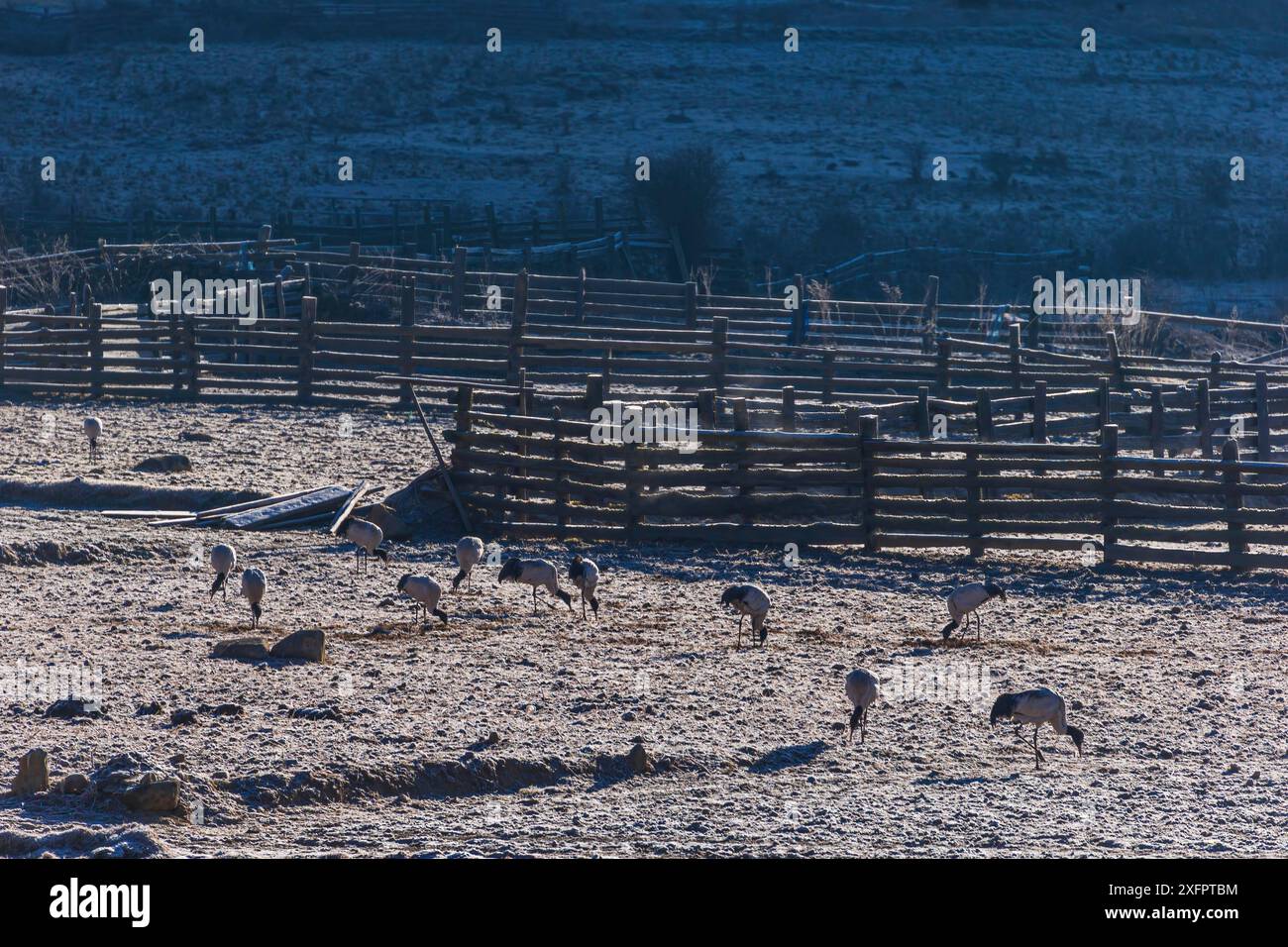 Gru a collo nero nella valle di Phobjikha durante la stagione invernale Foto Stock