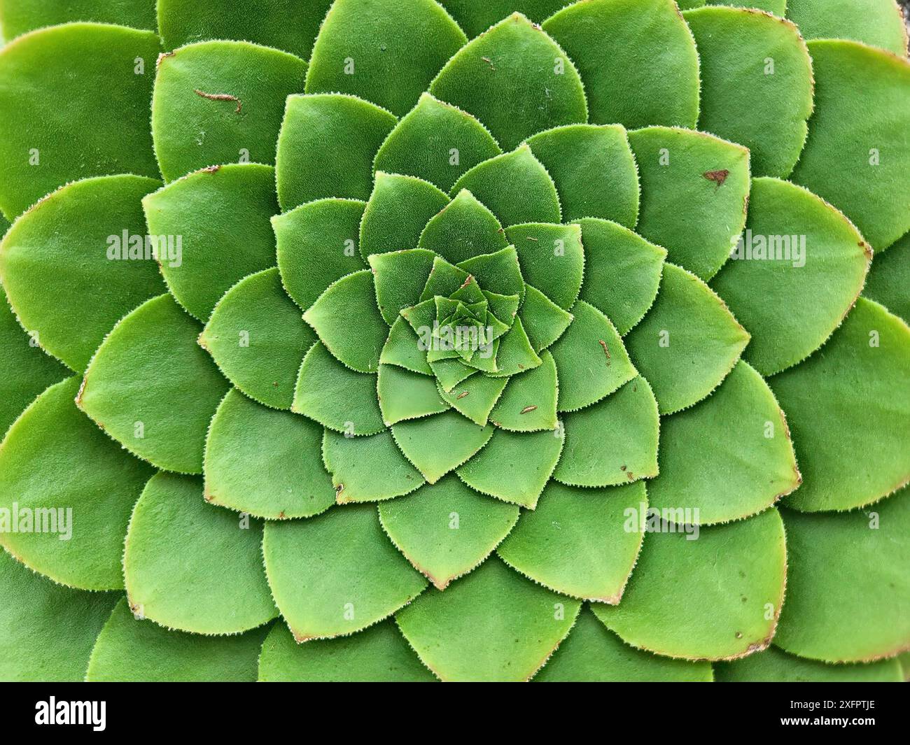 Echeveria succulenta spirale archimedea con schema fibonacci Foto Stock