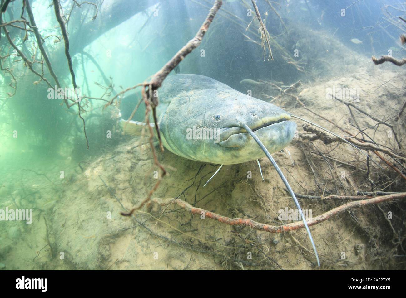 Pesce gatto Wels (Silurus glanis) seduto sul fondo di un fiume. Rio Ebro, Spagna. Foto Stock