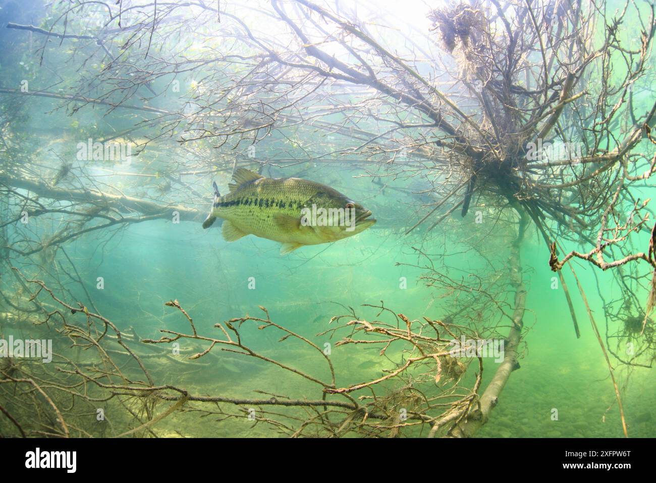 Largemouth bass (Micropterus salmoides) Rio Ebro, Spagna, aprile. Foto Stock
