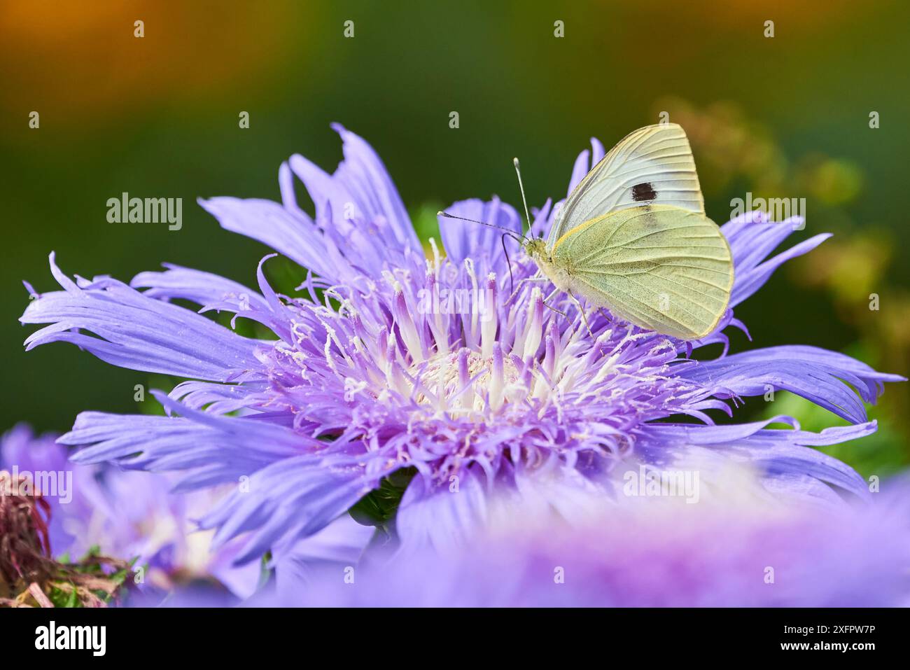 Femmina di cavolo ( Pieris brassicae ) che si nutre con nettare di fiori da Stokesia laevis 'Mels Blue' Foto Stock