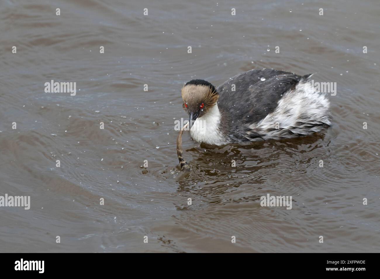 Grebe argenteo (Podiceps occipitalis) con una piuma nel becco su un laghetto Sealion Island, Isole Falkland, dicembre. Foto Stock