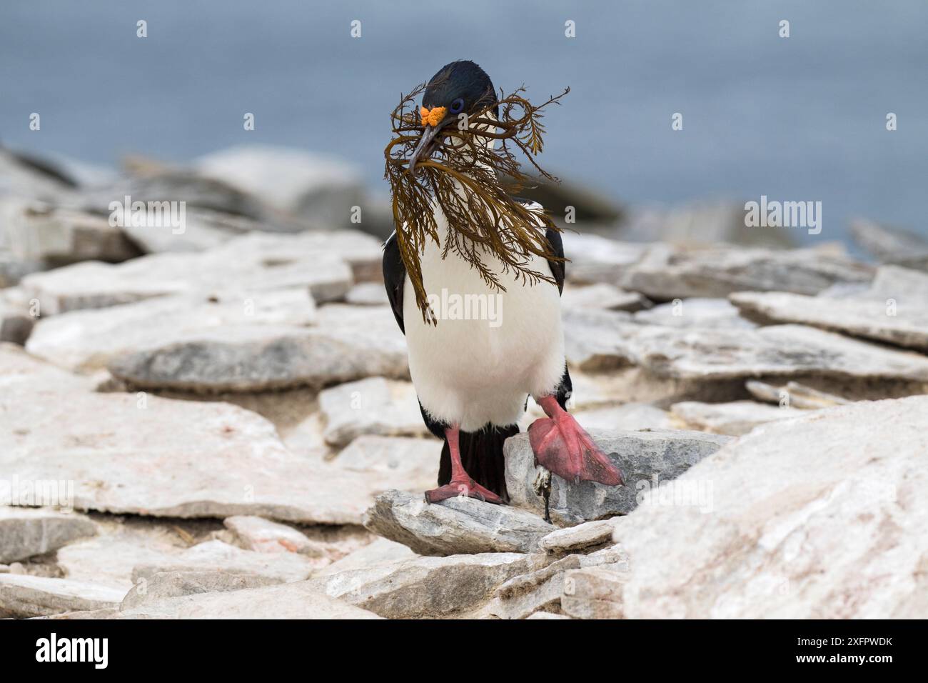 Imperial Shag (Phalacrocorax atriceps albiventer) adulti sulle rocce con un ricco materiale di nidificazione, Sealion Island, Isole Falkland. Dicembre. Foto Stock