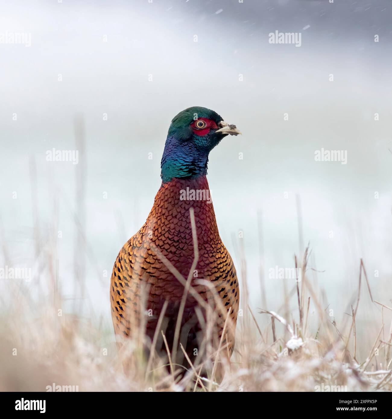 Foto ravvicinata del fagiano comune, Phasianus colchicus sulla neve nelle giornate invernali soleggiate Foto Stock