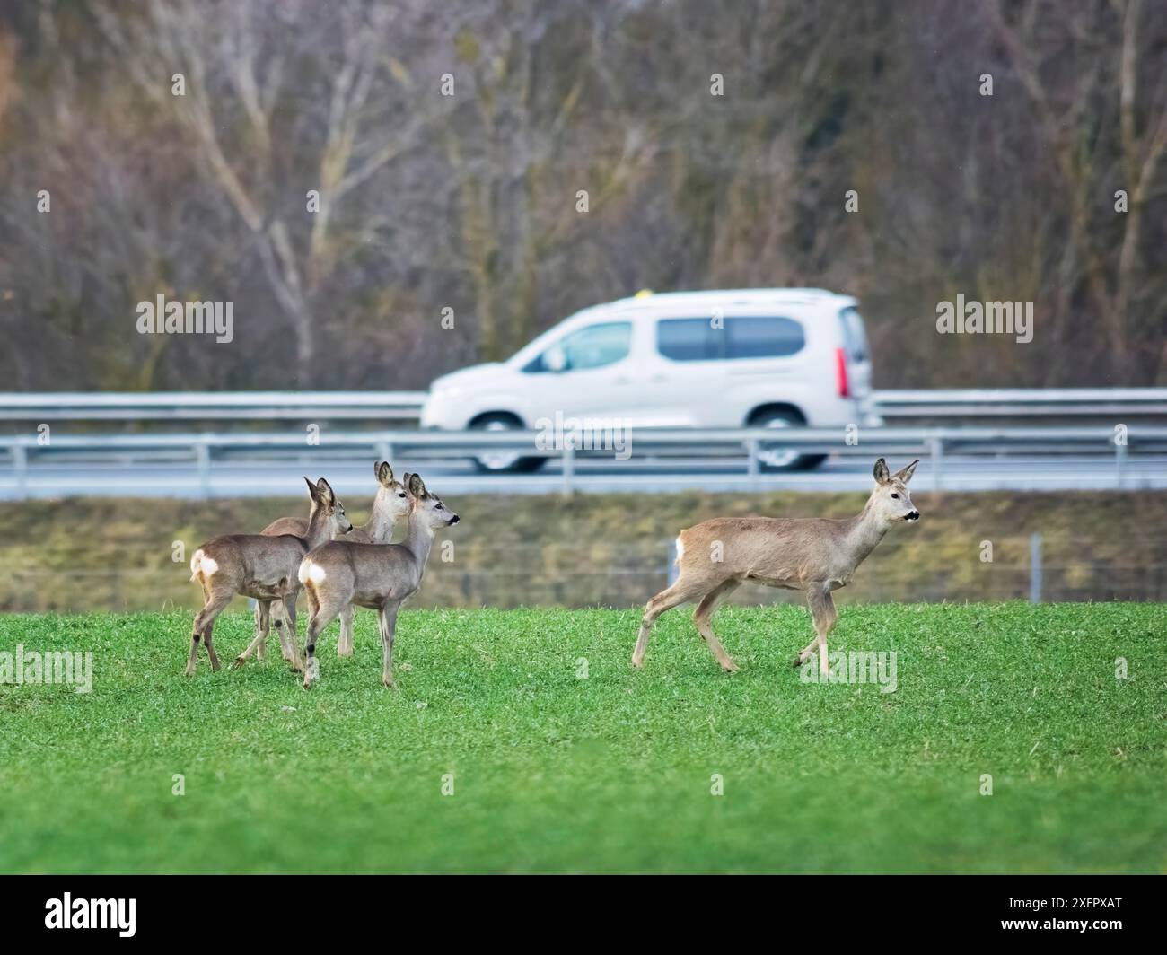 Capriolo e pericolo di traffico Foto Stock