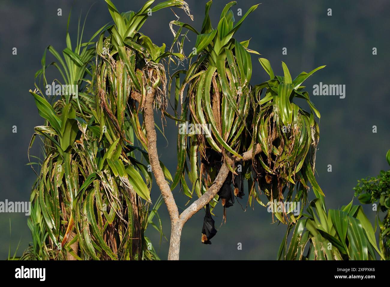 Colonia di volpi volanti (Pteropus sp) nella foresta pluviale di pianura, penisola di Kumawa, nuova Guinea continentale, Papua occidentale, nuova Guinea indonesiana Foto Stock