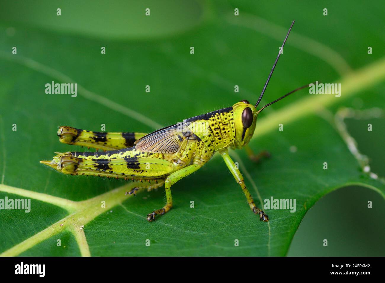 Grasshopper sulla foglia della foresta pluviale, fiume Lenguru, vicino al villaggio di Lobo, Triton Bay, nuova Guinea continentale, Papua occidentale, nuova Guinea indonesiana Foto Stock