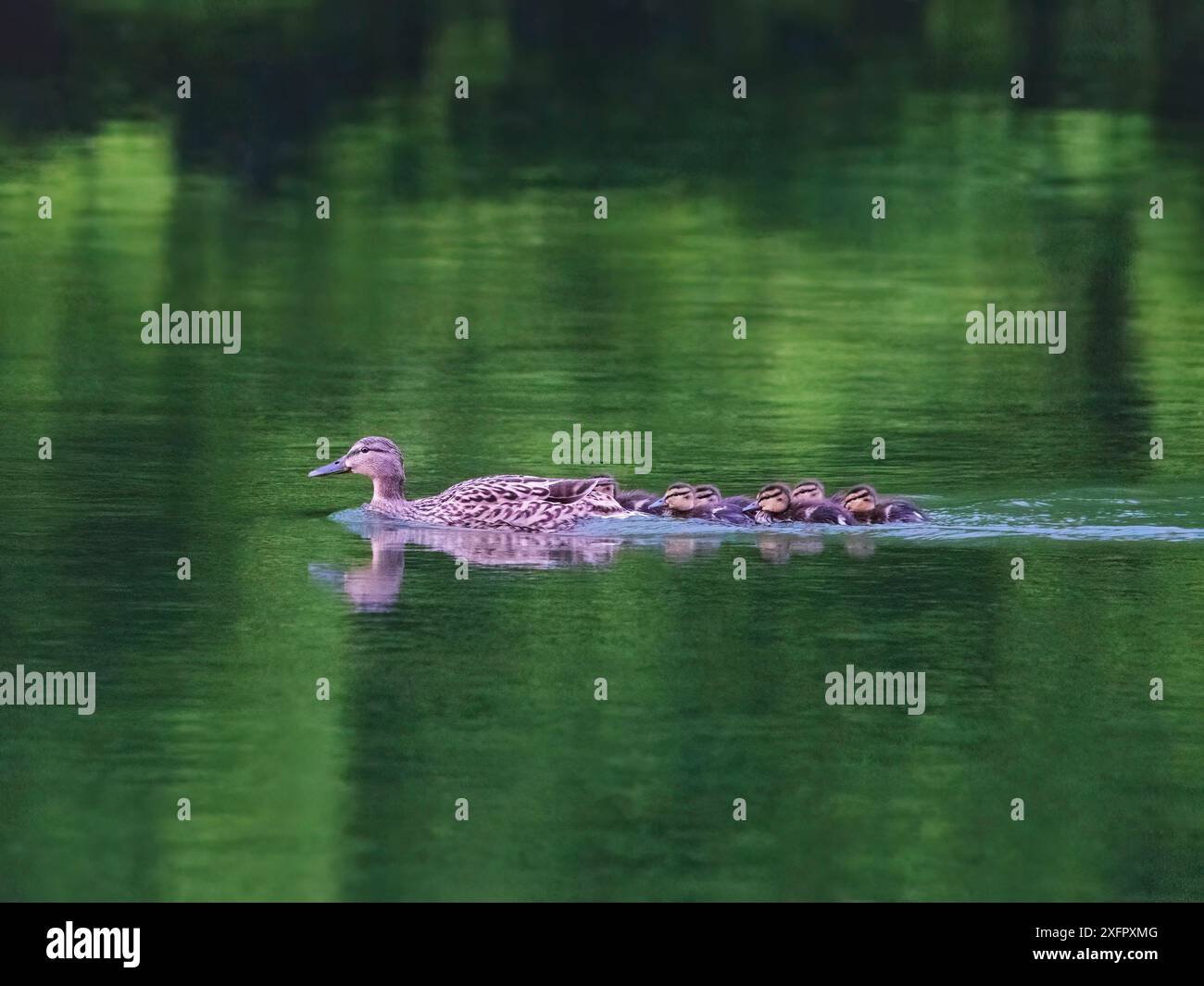 Mallard Duck con i suoi anatroccoli Foto Stock