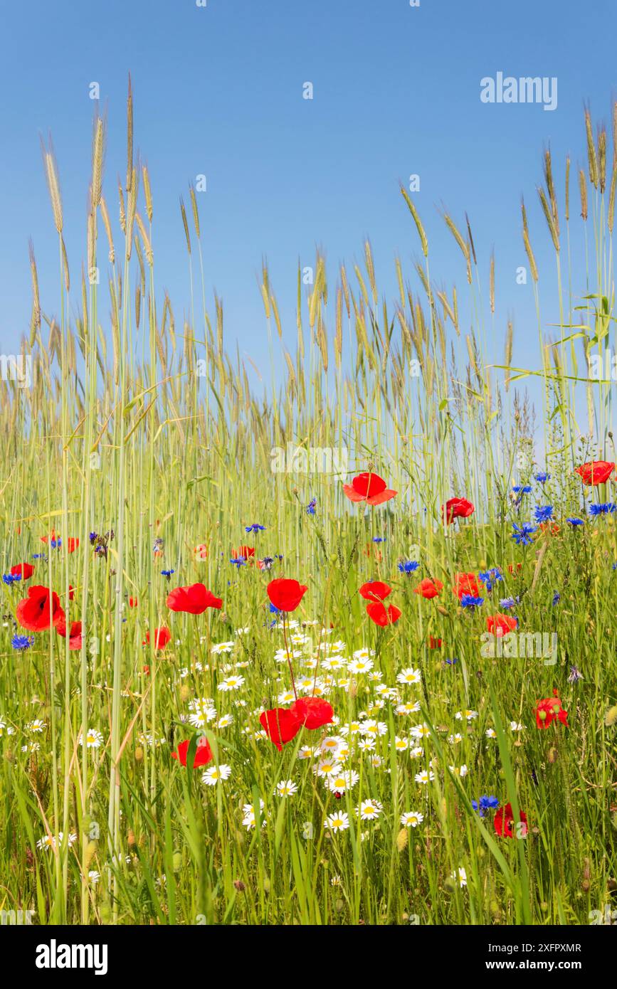 Conservazione della biodiversità, confini di fiori selvatici lungo i campi agricoli per sostenere gli impollinatori e altri animali selvatici Foto Stock