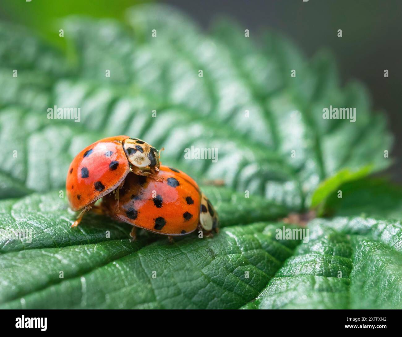 Cimici da donna Foto Stock