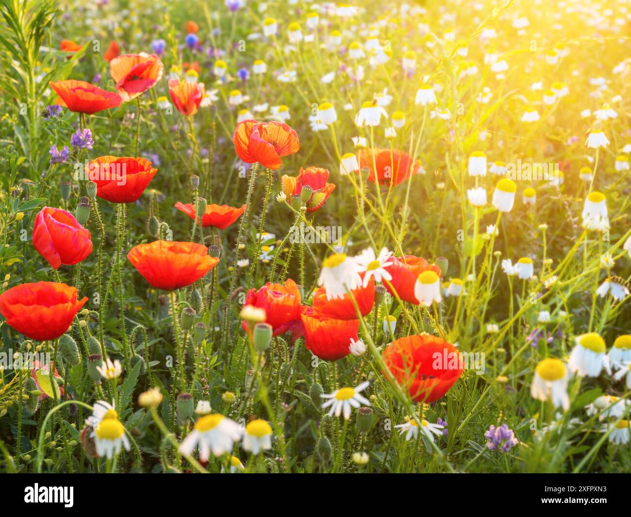 Prato floreale dai colori vivaci Foto Stock