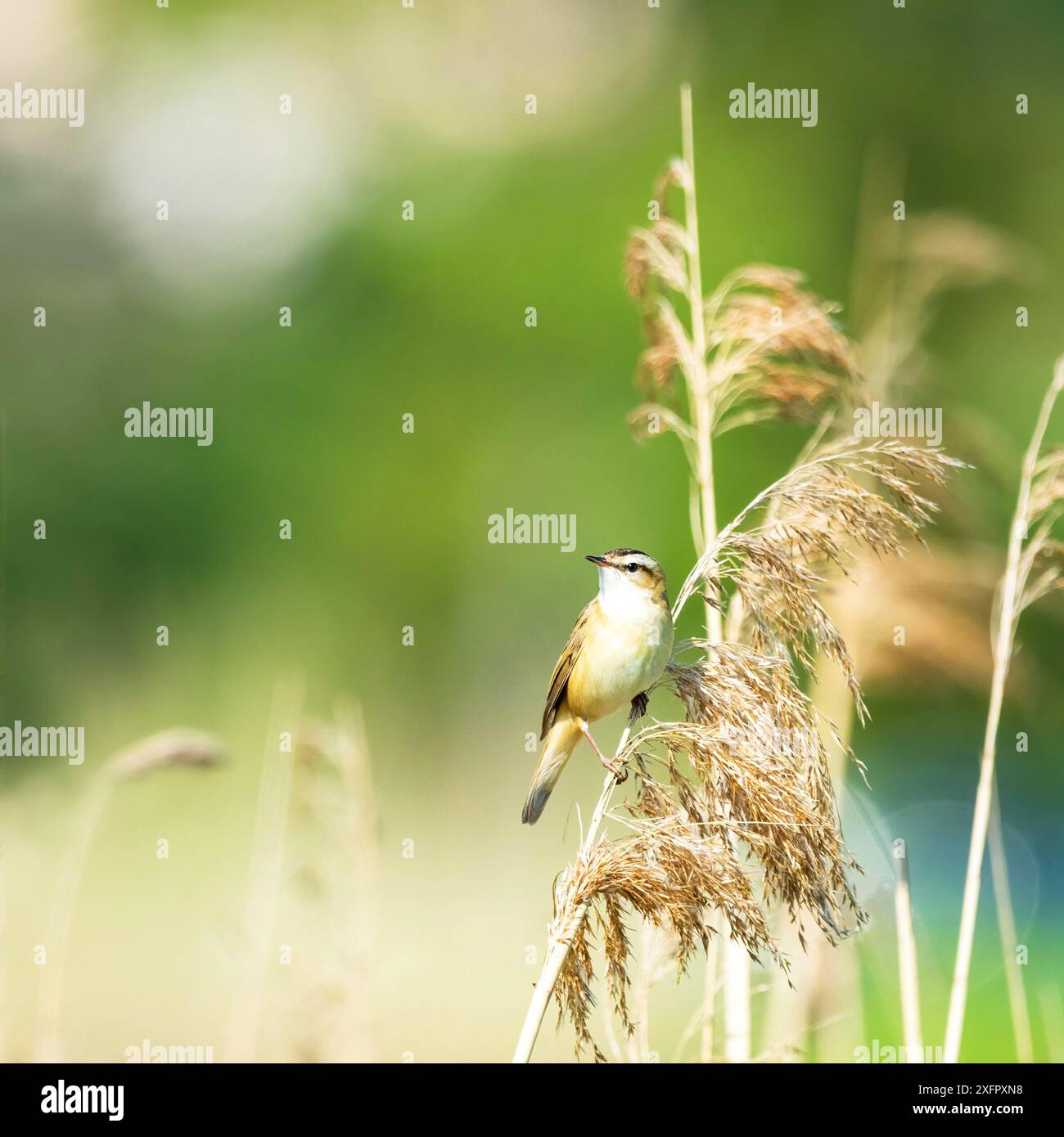 Un Sedge Warbler, Acrocephalus schoenobaenus, arroccato su una canna ai margini di un lago Foto Stock