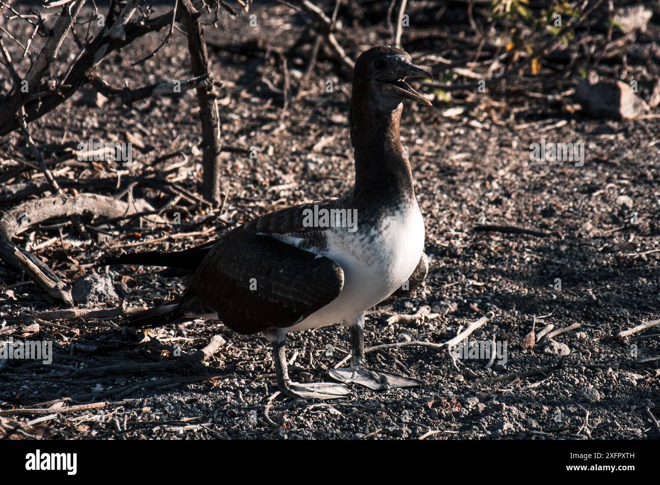 Un suggestivo ritratto di una giovane berlina delle Galapagos catturata nella calda luce del sole, che mostra le sue caratteristiche distintive e il vibrante habitat naturale. Foto Stock