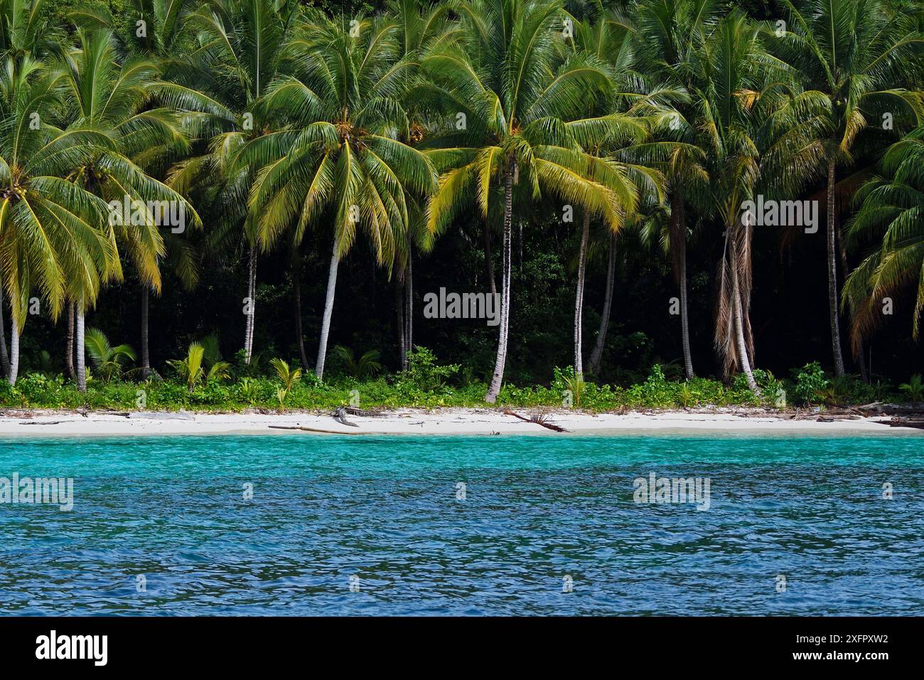 Palma da cocco (Cocos nucifera) che cresce lungo la costa via mare, Triton Bay, nuova Guinea continentale, Papua occidentale, nuova Guinea indonesiana Foto Stock