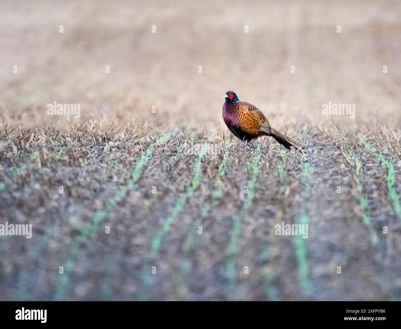 Pheasant che vagava in un campo agricolo Foto Stock