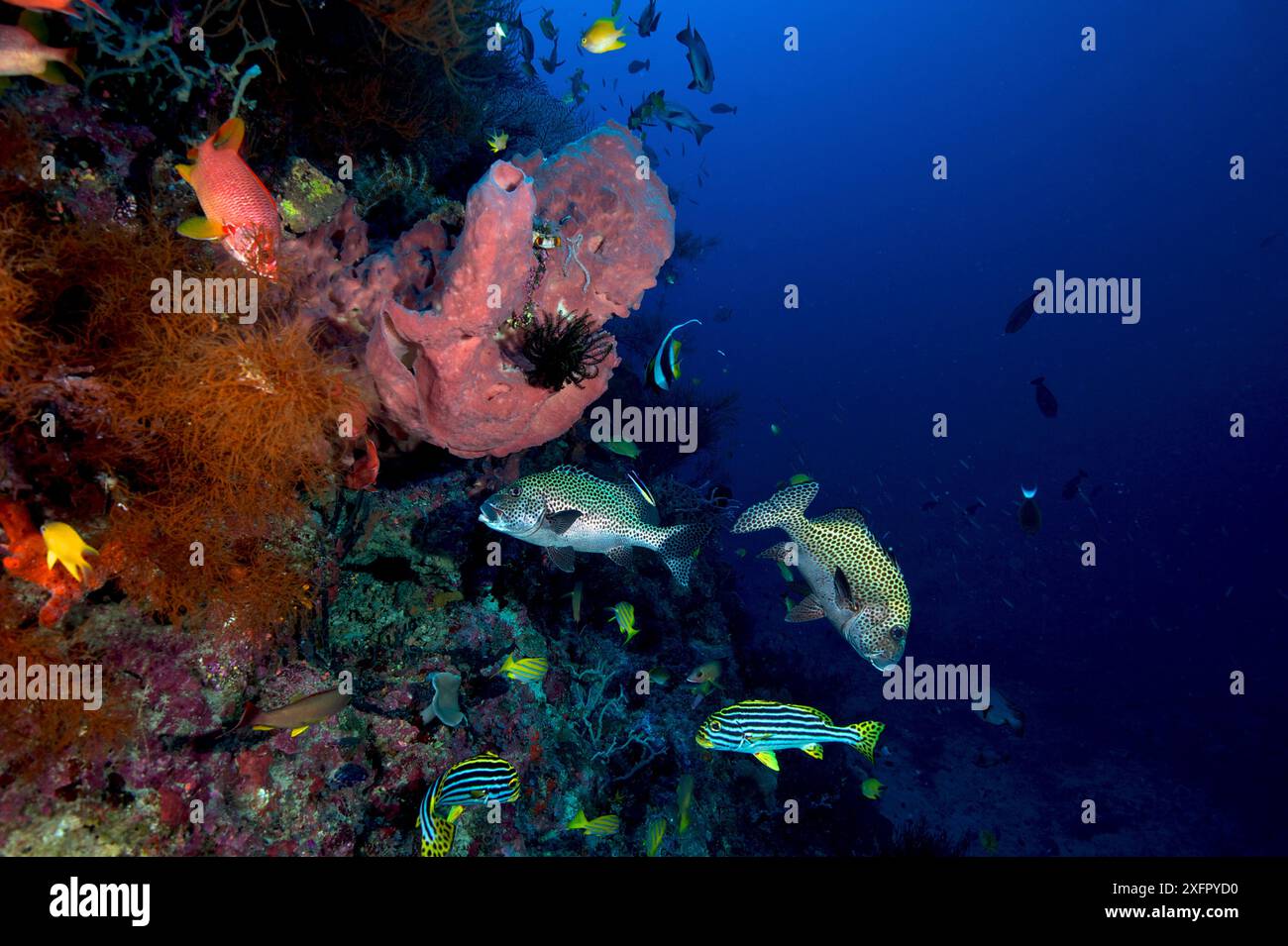 Dolcificanti orientali (Plectorhinchus vittatus) e dolcificanti arlecchini (Plectorhinchus chaetodonoides), mare di Bismarck, isole Vitu, nuova Britannia occidentale, Papua nuova Guinea Foto Stock