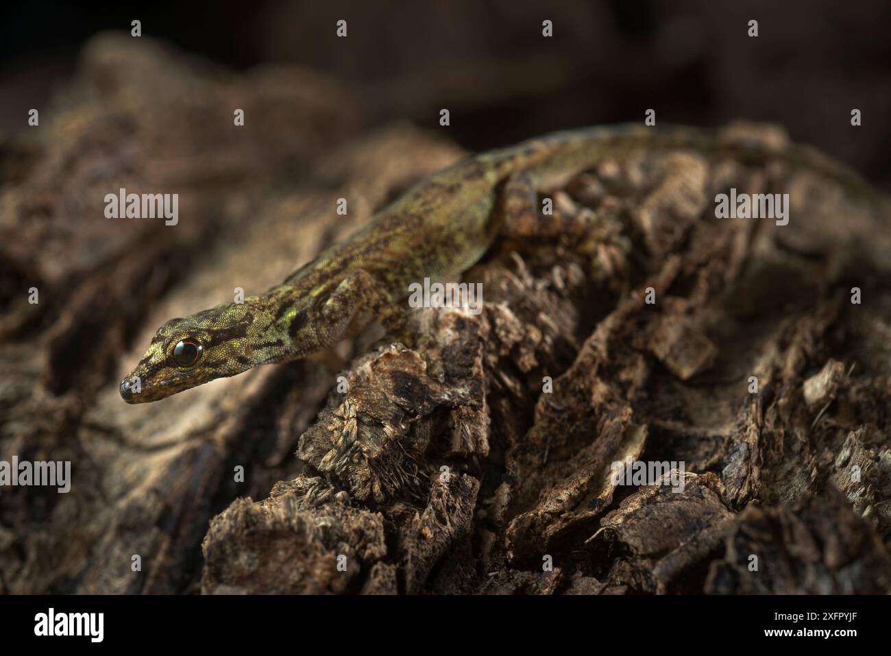 Annobon Nano Gecko (Lygodactylus delicatus) Isola Principe, riserva della Biosfera dell'UNESCO, Repubblica Democratica di Sao Tomé e Principe, Golfo di Guinea. Foto Stock