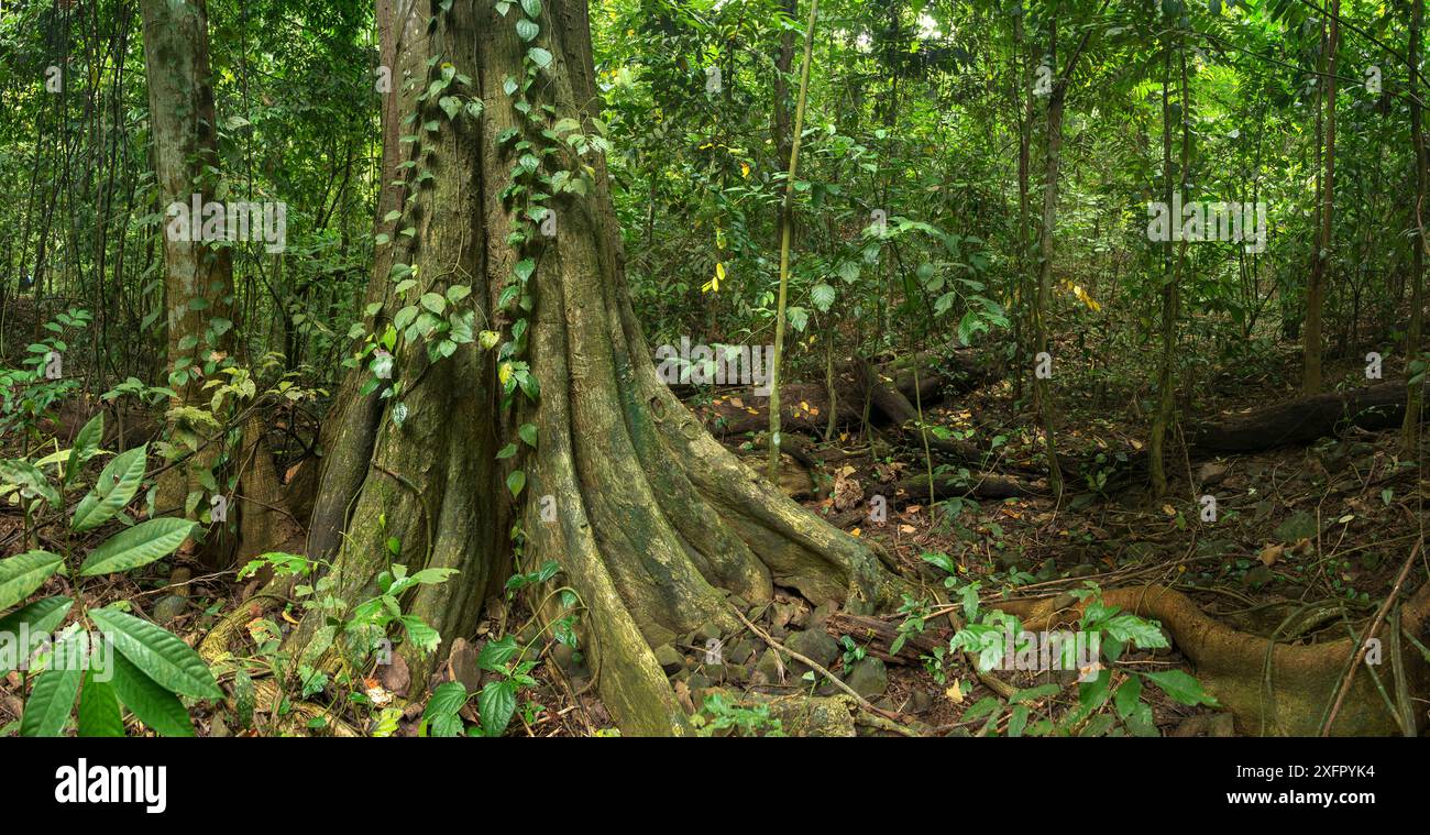 Foresta pluviale equatoriale, Isola Principe, riserva della biosfera UNESCO, Repubblica Democratica di Sao Tomé e Principe, Golfo di Guinea. Foto Stock