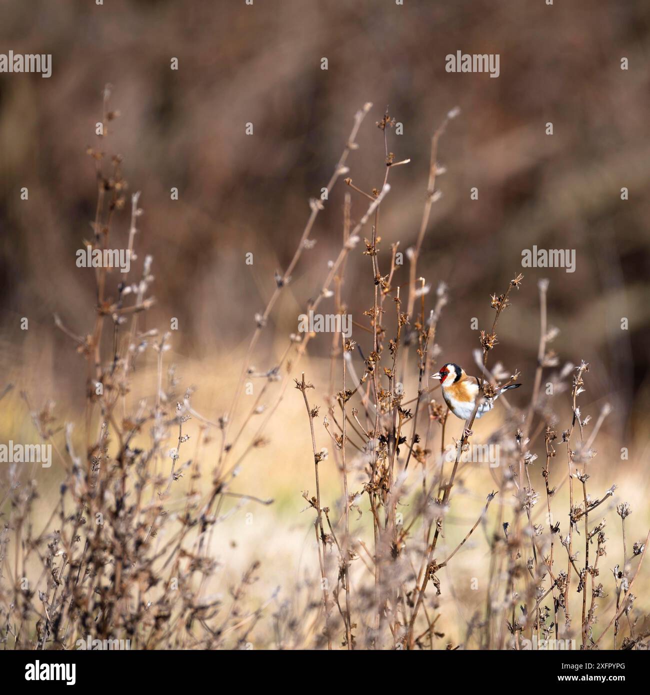 European Goldfinch, Carduelis carduelis, l'uccello ama sminuzzare e mangiare i semi delle teste di fiori esaurite Foto Stock