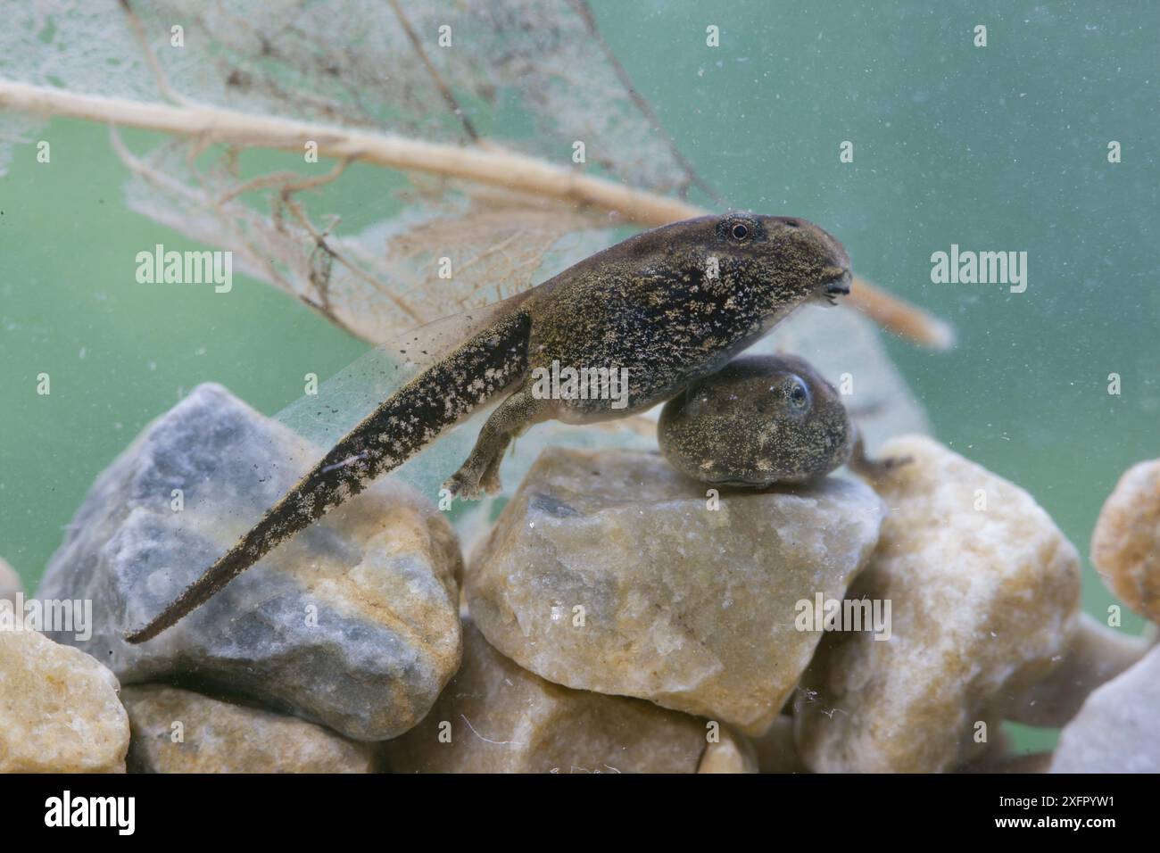 Metamorfosi del tadpole del rospo americano (Bufo americanus). Philadelphia, Pennsylvania, Stati Uniti, maggio. Foto Stock