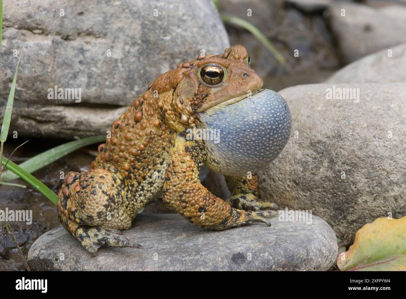 Rospo americano (Bufo americanus) maschile Calling, SAC vocale gonfiato, Philadelphia, Pennsylvania, USA. Maggio. Foto Stock