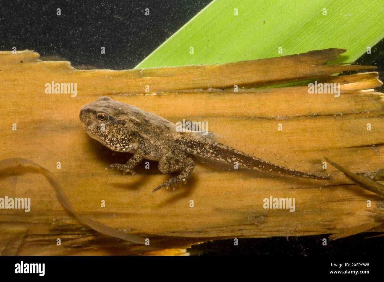 American Toad Tadpole (Bufo americanus) Metamorphosing, Philadelphia, Pennsylvania, USA, May. Foto Stock