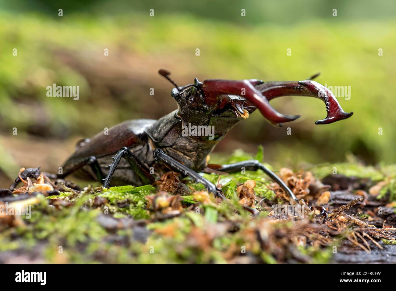 Scarabeo del cervo (Lucanus cervus), scarabeo corneo, scarabeo del fuoco, maschio con grandi mandibole, mascella superiore, palchi, nella foresta sul muschio su un ceppo d'albero Foto Stock