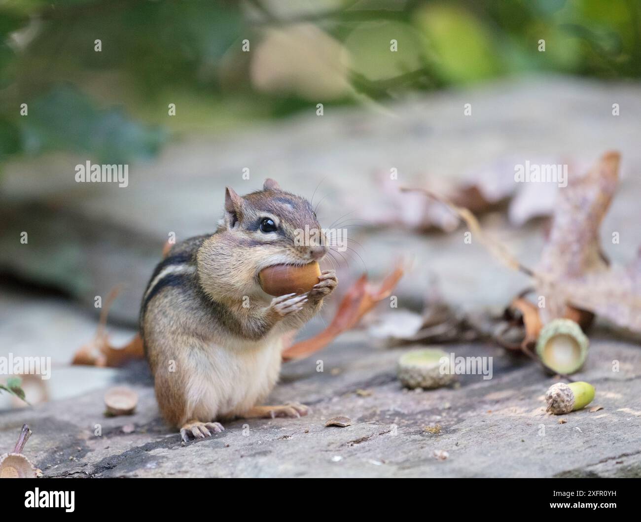 Scoiattolo striado orientale (Tamias striatus) raccolta di quercia bianca ghiande nella guancia sacca, Chestnut Hill, Philadelphia, Pennsylvania, USA, settembre. Foto Stock