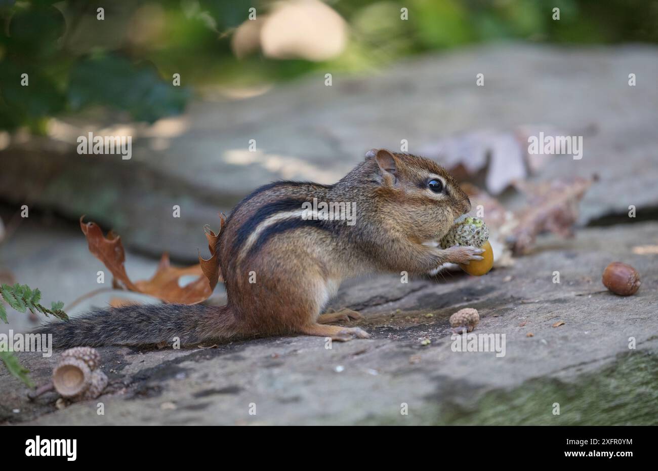 Scoiattolo striado orientale (Tamias striatus) raccolta di quercia bianca ghiande nella guancia sacca, Chestnut Hill, Philadelphia, Pennsylvania, USA, settembre. Foto Stock