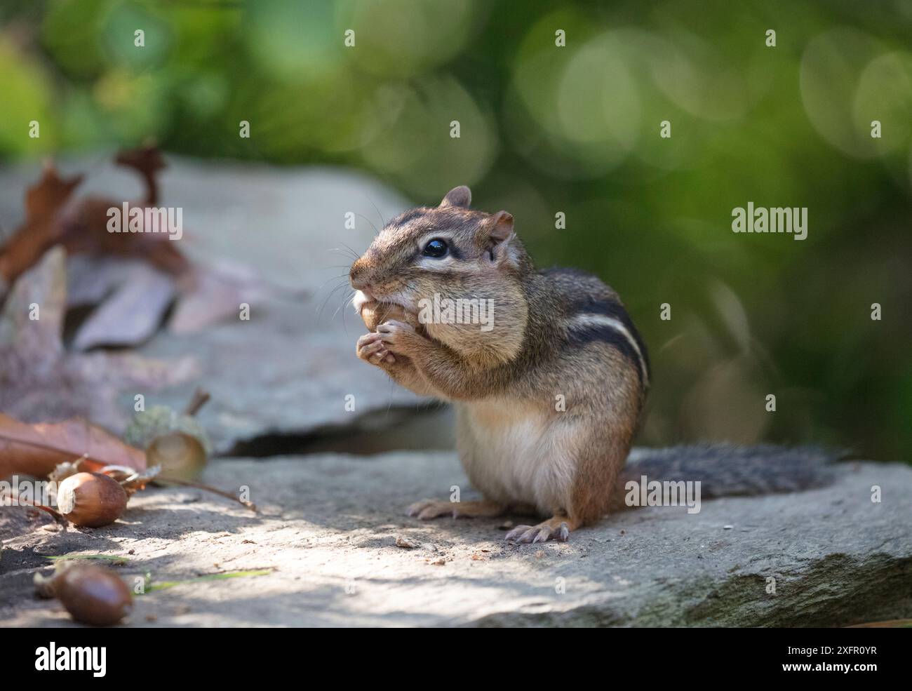 Scoiattolo striado orientale (Tamias striatus) raccolta di quercia bianca ghiande nella guancia sacca, Chestnut Hill, Philadelphia, Pennsylvania, USA, settembre. Foto Stock
