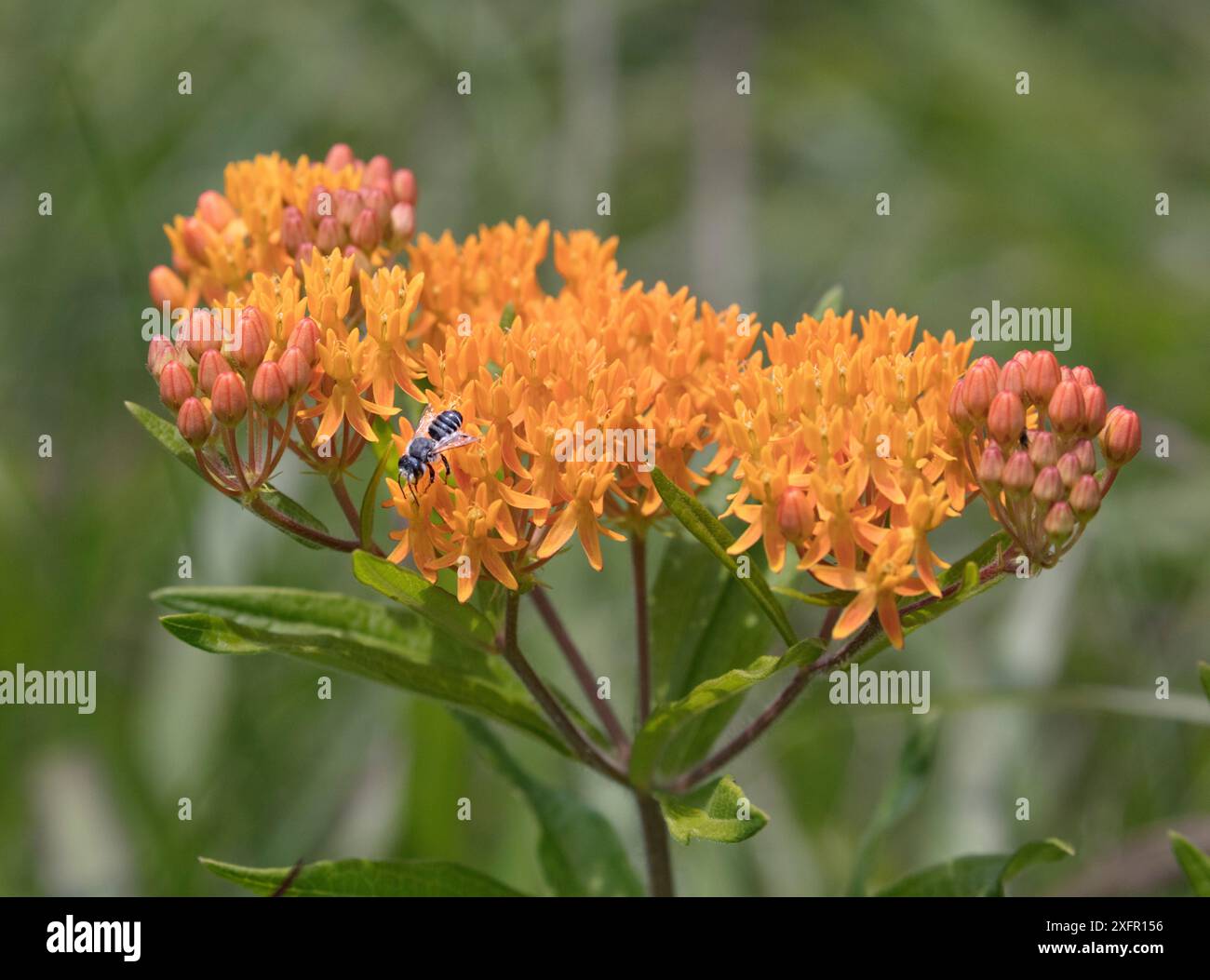 Megachilid bee (Megachilidae) on Butterflyweed (Asclepias tuberosa) French Creek State Park, Philadelphia, Pennsylavania, USA Foto Stock