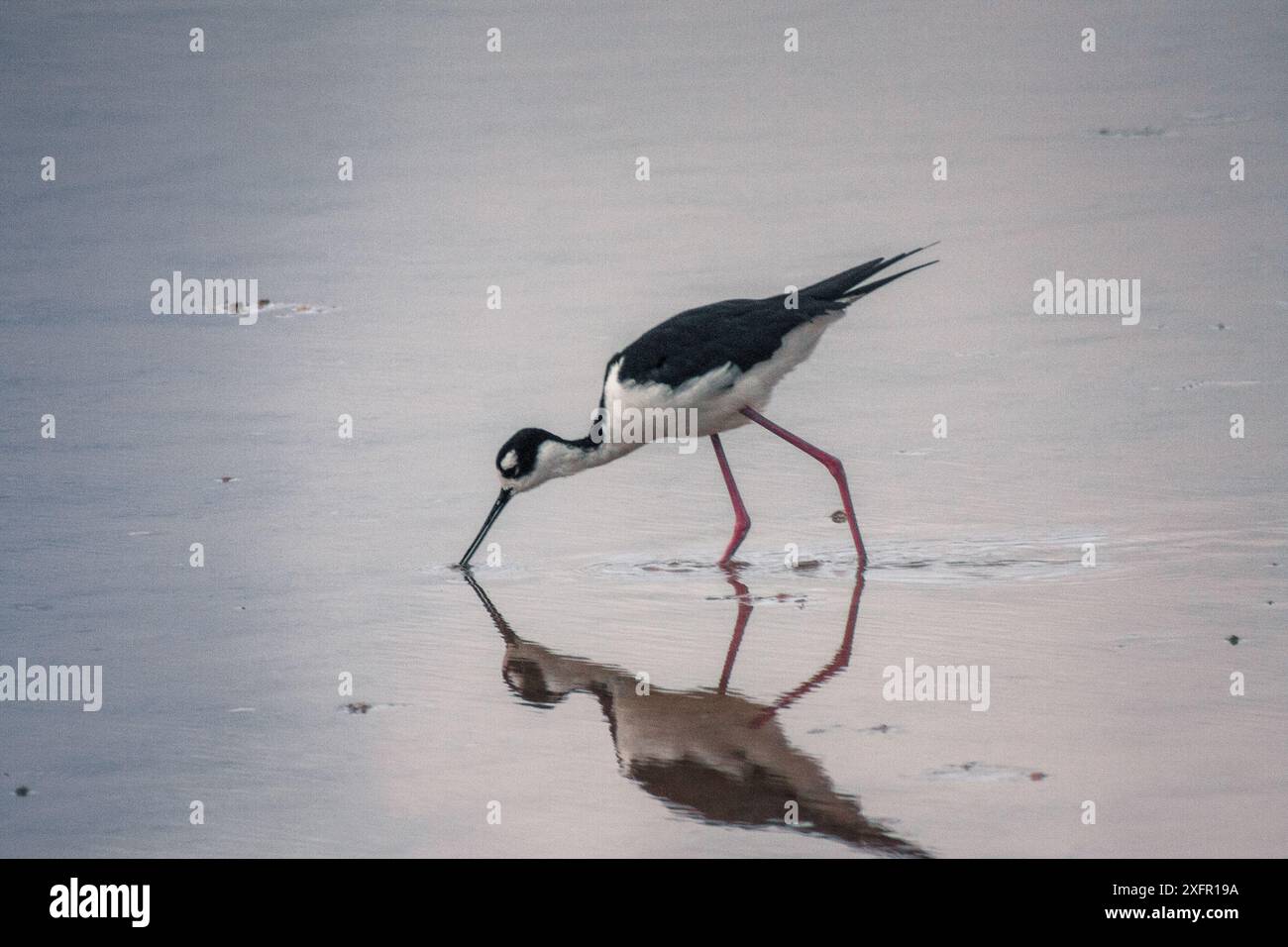 Una palafitta delle Galapagos immerge elegantemente il suo becco nell'acqua, il suo riflesso si riflette perfettamente nelle acque calme e poco profonde. Foto Stock